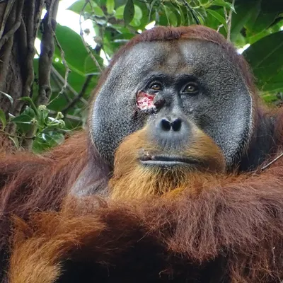 Orangután Rakus