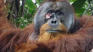 Orangután Rakus