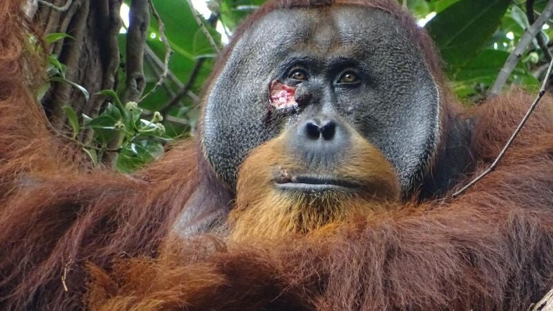 Los orangutanes también utilizan plantas medicinales para curar sus heridas