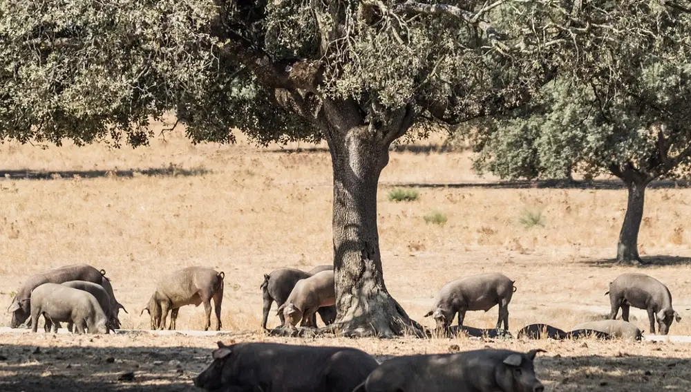 Cerdos en la Dehesa de Extremadura