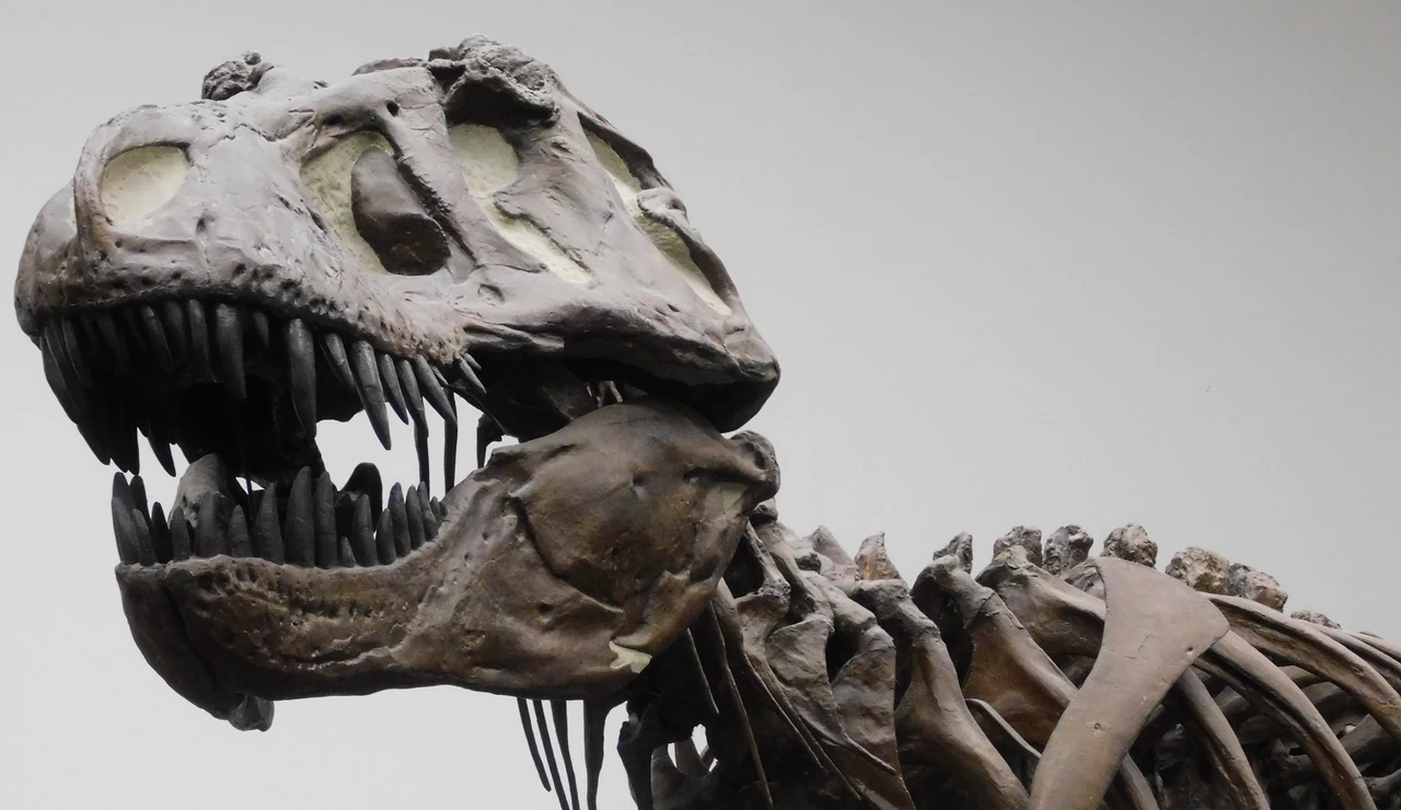 Fotografía de una réplica de un esqueleto de un T. rex en el Museo Senckenberg de Frankfurt, Alemania.