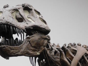 Fotograf&iacute;a de una r&eacute;plica de un esqueleto de un T. rex en el Museo Senckenberg de Frankfurt, Alemania. 