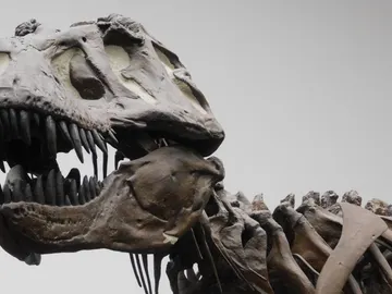 Fotografía de una réplica de un esqueleto de un T. rex en el Museo Senckenberg de Frankfurt, Alemania. Fotografía de una réplica de un esqueleto de un T. rex en el Museo Senckenberg de Frankfurt, Alemania.