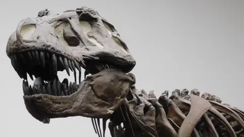 Fotografía de una réplica de un esqueleto de un T. rex en el Museo Senckenberg de Frankfurt, Alemania. Fotografía de una réplica de un esqueleto de un T. rex en el Museo Senckenberg de Frankfurt, Alemania.