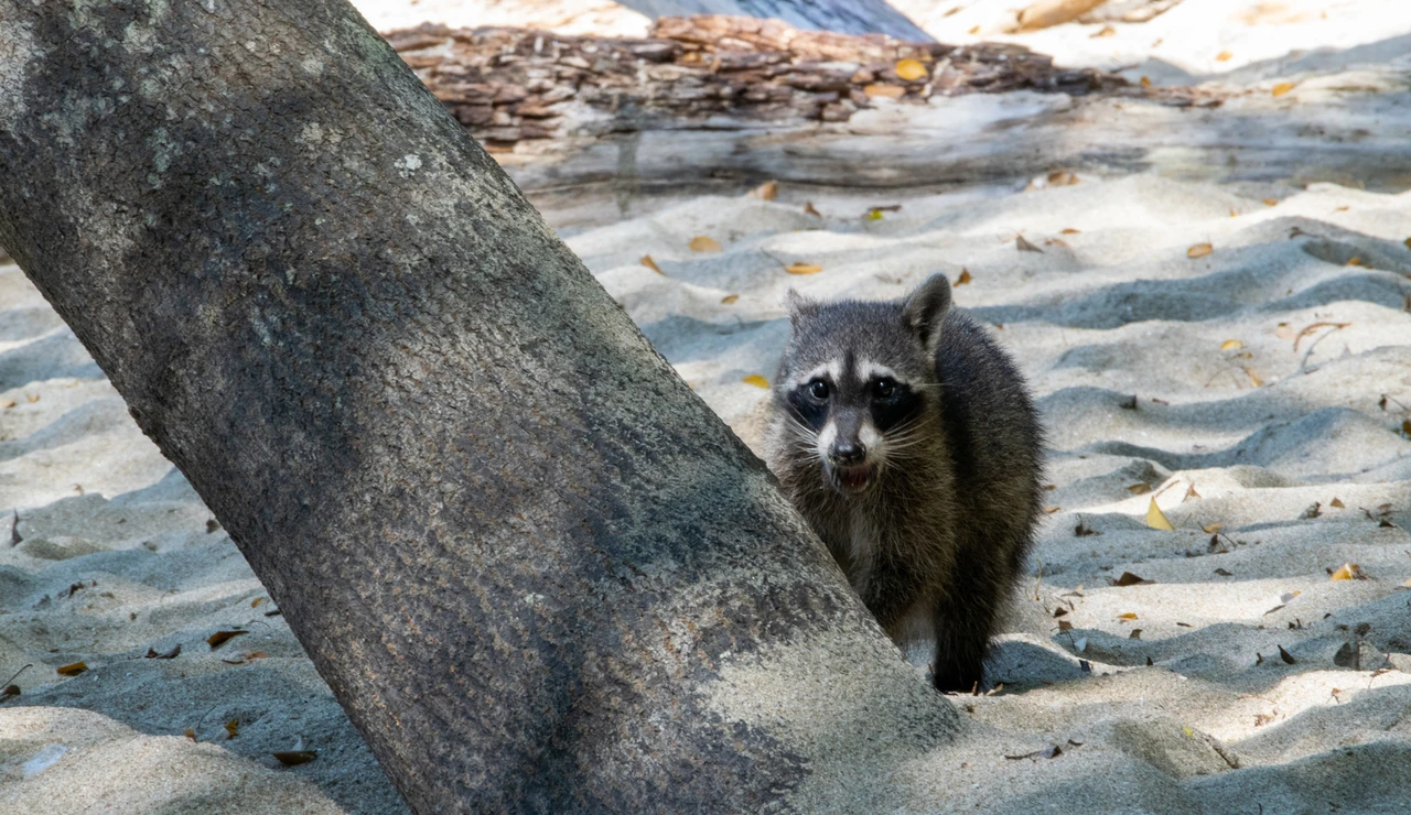 Mapache en la playa, en Raccoon Island o Sandspur Island