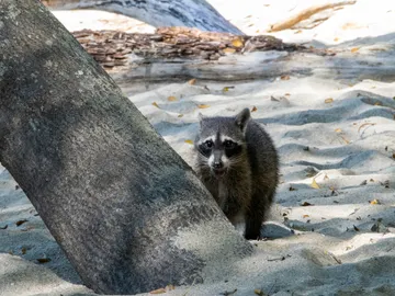 Mapache en la playa, en Raccoon Island o Sandspur Island Mapache en la playa, en Raccoon Island o Sandspur Island