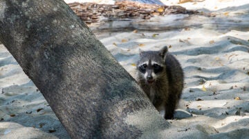 Mapache en la playa, en Raccoon Island o Sandspur Island
