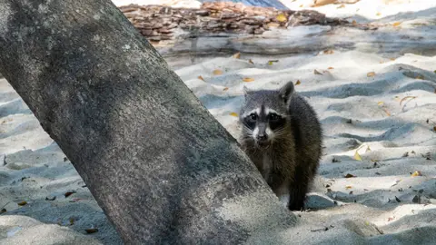 Mapache en la playa, en Raccoon Island o Sandspur Island Mapache en la playa, en Raccoon Island o Sandspur Island