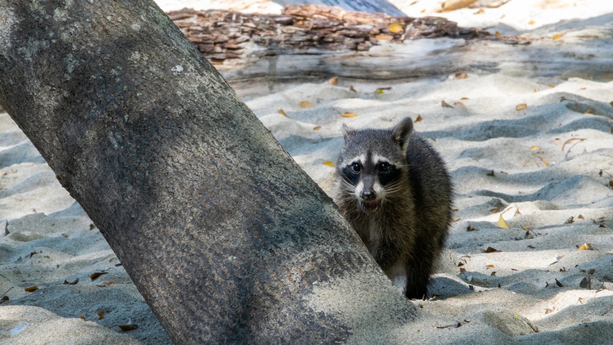 Mapache en la playa, en Raccoon Island o Sandspur Island Mapache en la playa, en Raccoon Island o Sandspur Island