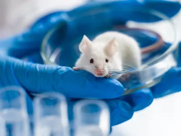 ratón de laboratorio ratón de laboratorio
