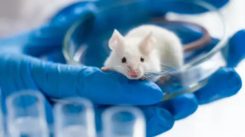 ratón de laboratorio ratón de laboratorio