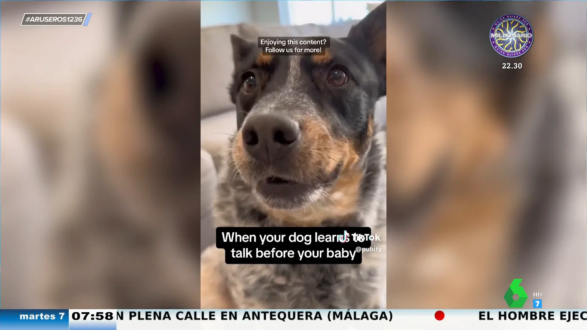 viral perro habla