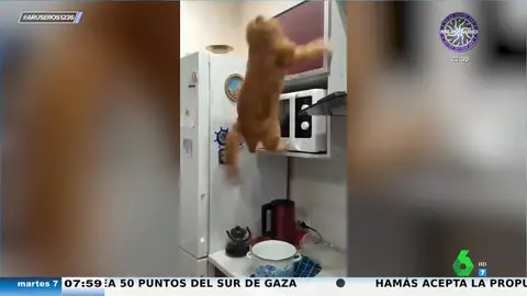 El curioso caso del primer gato que no cae de pie: se da cuenta que se resbala y es peor el remedio que la enfermedad