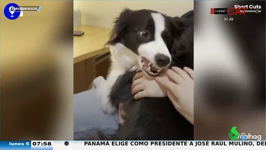 La reacción de Alfonso Arús al ver que este perro no aprueba a la novia de dueño: "La chica no pasa la prueba" La reacción de Alfonso Arús al ver que este perro no aprueba a la novia de dueño: "La chica no pasa la prueba"