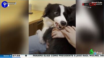 La reacción de Alfonso Arús al ver que este perro no aprueba a la novia de dueño: "La chica no pasa la prueba"