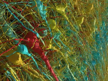 Neuronas excitadoras de una parte de la muestra de cerebro