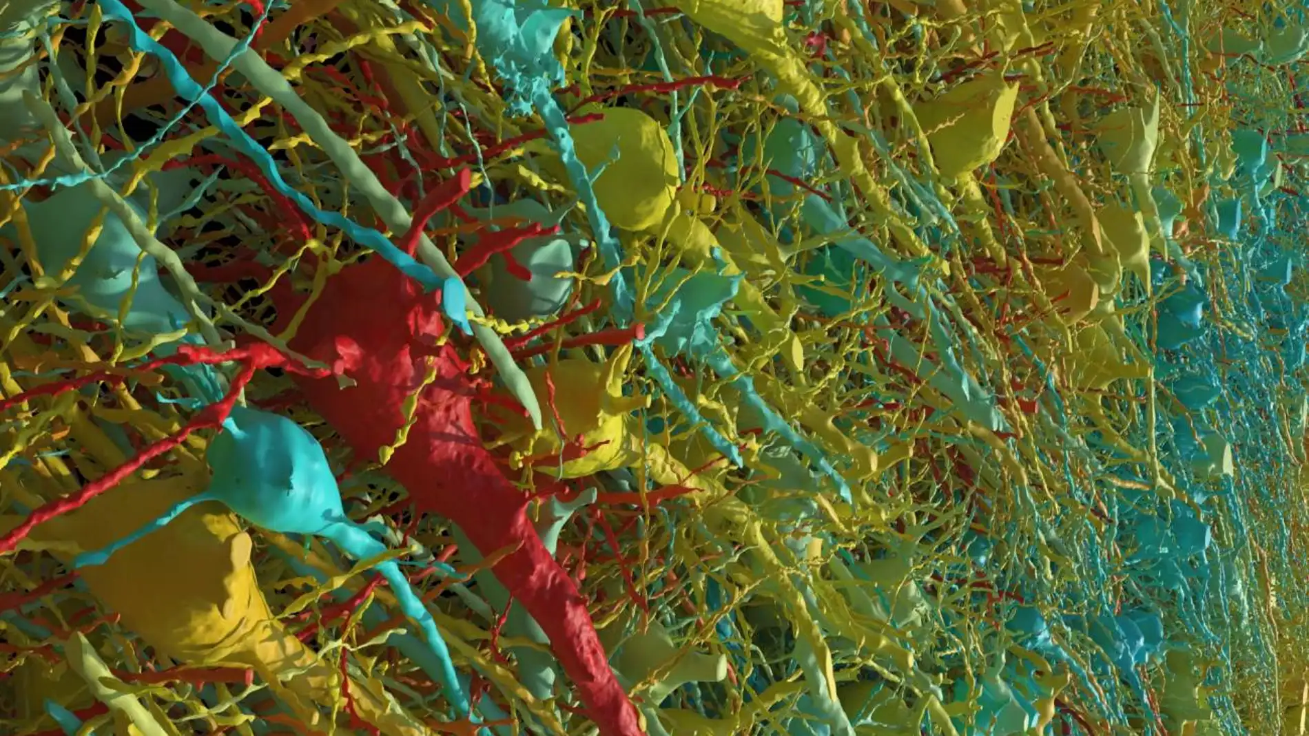 Neuronas excitadoras de una parte de la muestra de cerebro Neuronas excitadoras de una parte de la muestra de cerebro