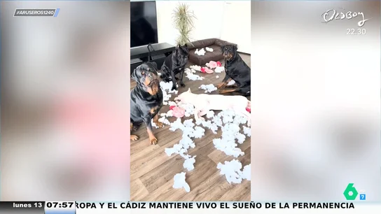 No les gusta 'Peppa Pig': así acaba el regalo de estos perros 60 segundos después de dárselos No les gusta 'Peppa Pig': así acaba el regalo de estos perros 60 segundos después de dárselos