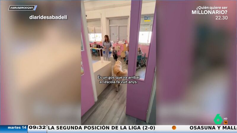 El viral de un Golden Retriever que saluda todos los días a los niños de un colegio en Sabadell: "Es uno más"