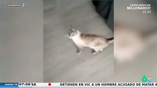 Se queda dormido viendo una película y sus gatos hacen sus necesidades en sus zapatillas Se queda dormido viendo una película y sus gatos hacen sus necesidades en sus zapatillas