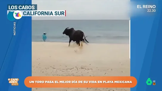 Un toro 'disfruta' de un día de playa y siembra el pánico entre los bañistas Un toro 'disfruta' de un día de playa y siembra el pánico entre los bañistas