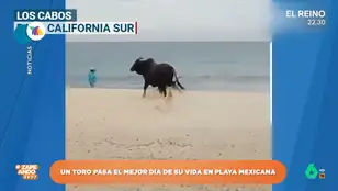Un toro &#39;disfruta&#39; de un día de playa y siembra el pánico entre los bañistas
