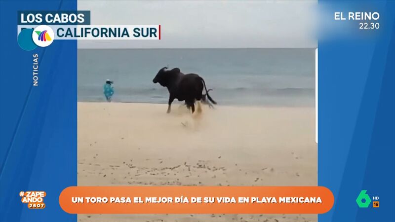 Un toro 'disfruta' de un día de playa y siembra el pánico entre los bañistas