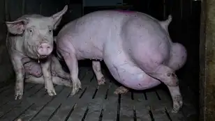Cerdos en la granja porcina en Arauzo de Torre (Burgos)
