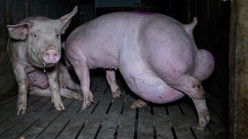 Cerdos en la granja porcina en Arauzo de Torre (Burgos)
