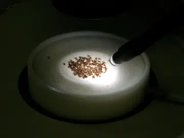 Mosca Drosophila melanogaster Mosca Drosophila melanogaster