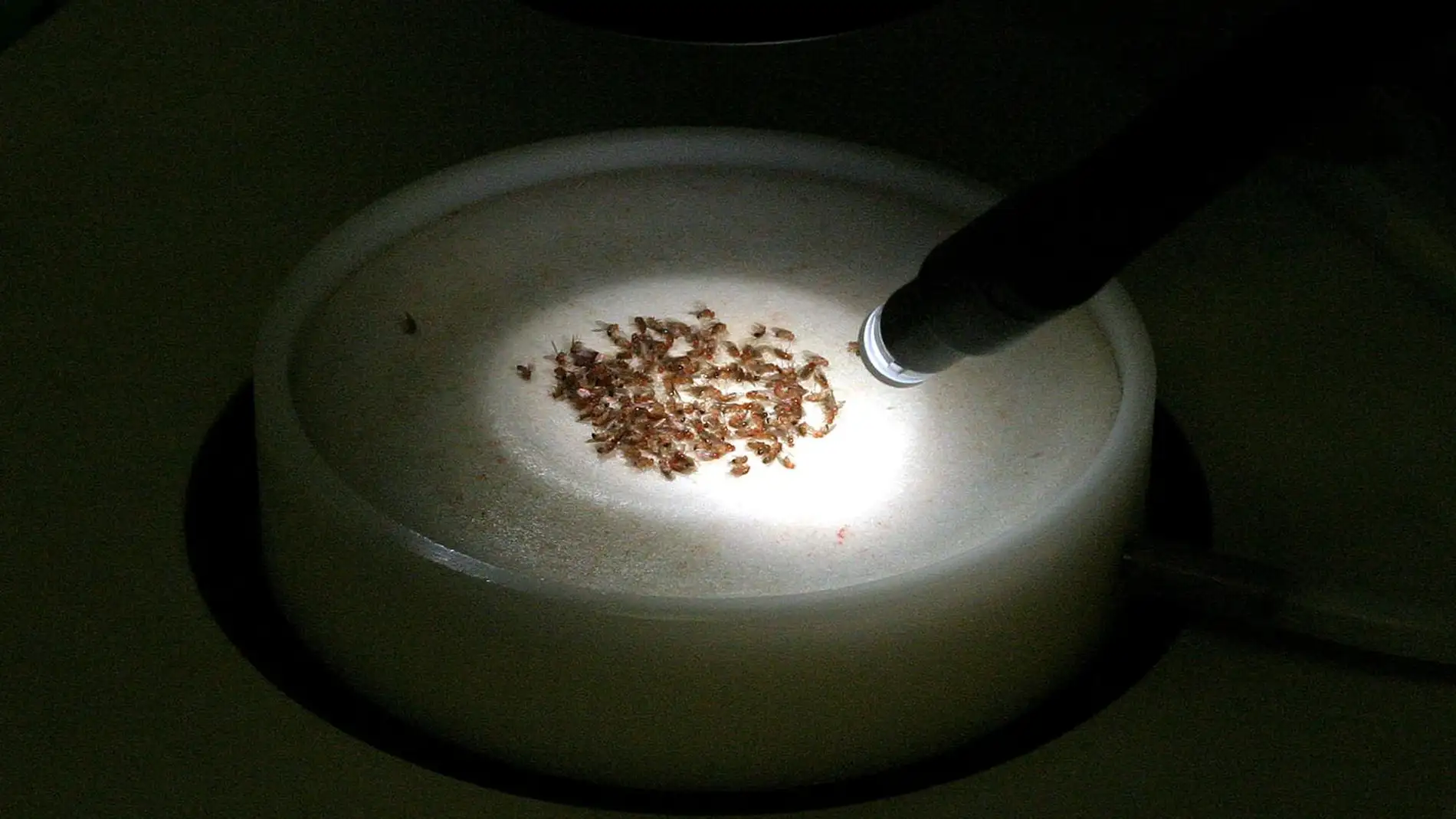 Mosca Drosophila melanogaster Mosca Drosophila melanogaster