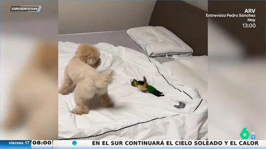 El gracioso y entrañable momento en el que un perro y un loro se hacen mejores amigos El gracioso y entrañable momento en el que un perro y un loro se hacen mejores amigos
