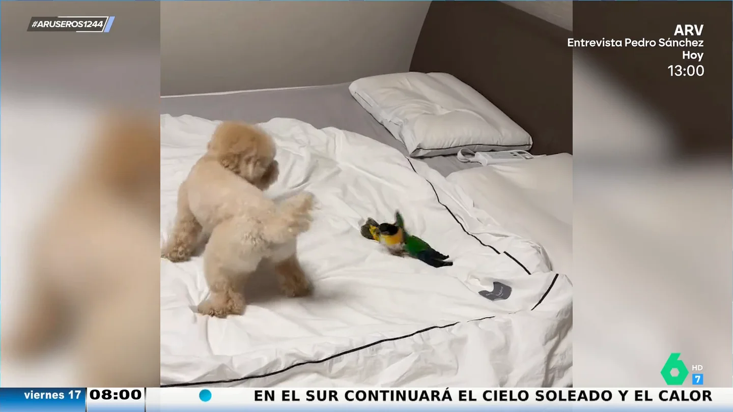 El gracioso y entrañable momento en el que un perro y un loro se hacen mejores amigos El gracioso y entrañable momento en el que un perro y un loro se hacen mejores amigos