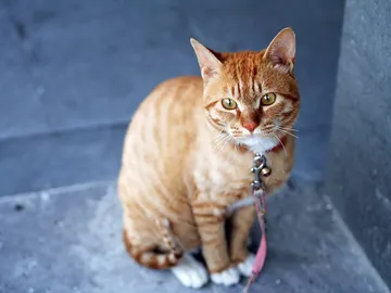 Gato. Gato.