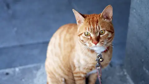 Gato. Gato.