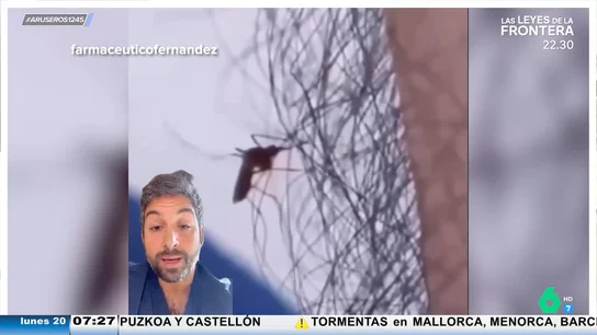 El viral de un farmacéutico que muestra cómo el pelo evita que los mosquitos te piquen El viral de un farmacéutico que muestra cómo el pelo evita que los mosquitos te piquen
