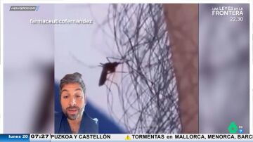 El viral de un farmacéutico que muestra cómo el pelo evita que los mosquitos te piquen