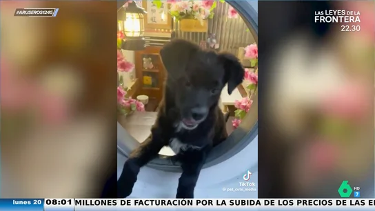 La caseta de perro más original del mundo: ¡está dentro de una lavadora! La caseta de perro más original del mundo: ¡está dentro de una lavadora!