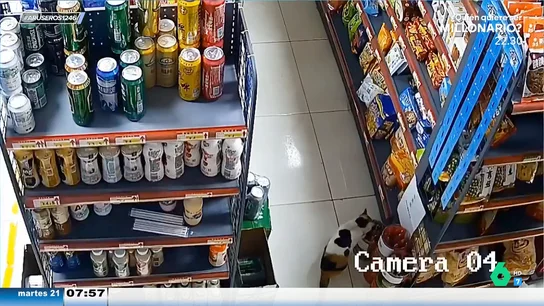 Gato de guante blanco: un felino es pillado por la cámaras robando salchichas Gato de guante blanco: un felino es pillado por la cámaras robando salchichas