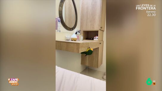 La asombrosa habilidad de un loro para descolgarse por un cable al estilo 'Misi&oacute;n imposible'