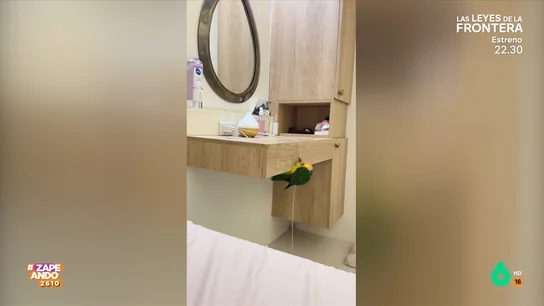 La asombrosa habilidad de un loro para descolgarse por un cable al estilo 'Misión imposible' La asombrosa habilidad de un loro para descolgarse por un cable al estilo 'Misión imposible'