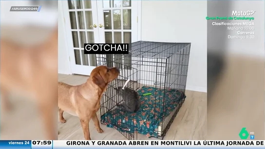 Tiende una trampa al gato y lo encierra en la jaula: un perro aprovecha sus habilidades para fastidiar a su amigo Tiende una trampa al gato y lo encierra en la jaula: un perro aprovecha sus habilidades para fastidiar a su amigo