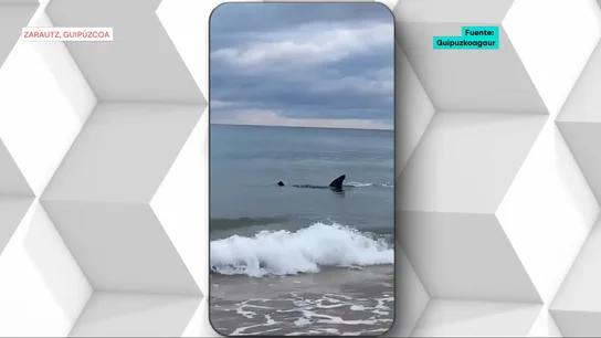 Tiburón frente a las costas de Garautz, Gipuzkoa Tiburón frente a las costas de Garautz, Gipuzkoa