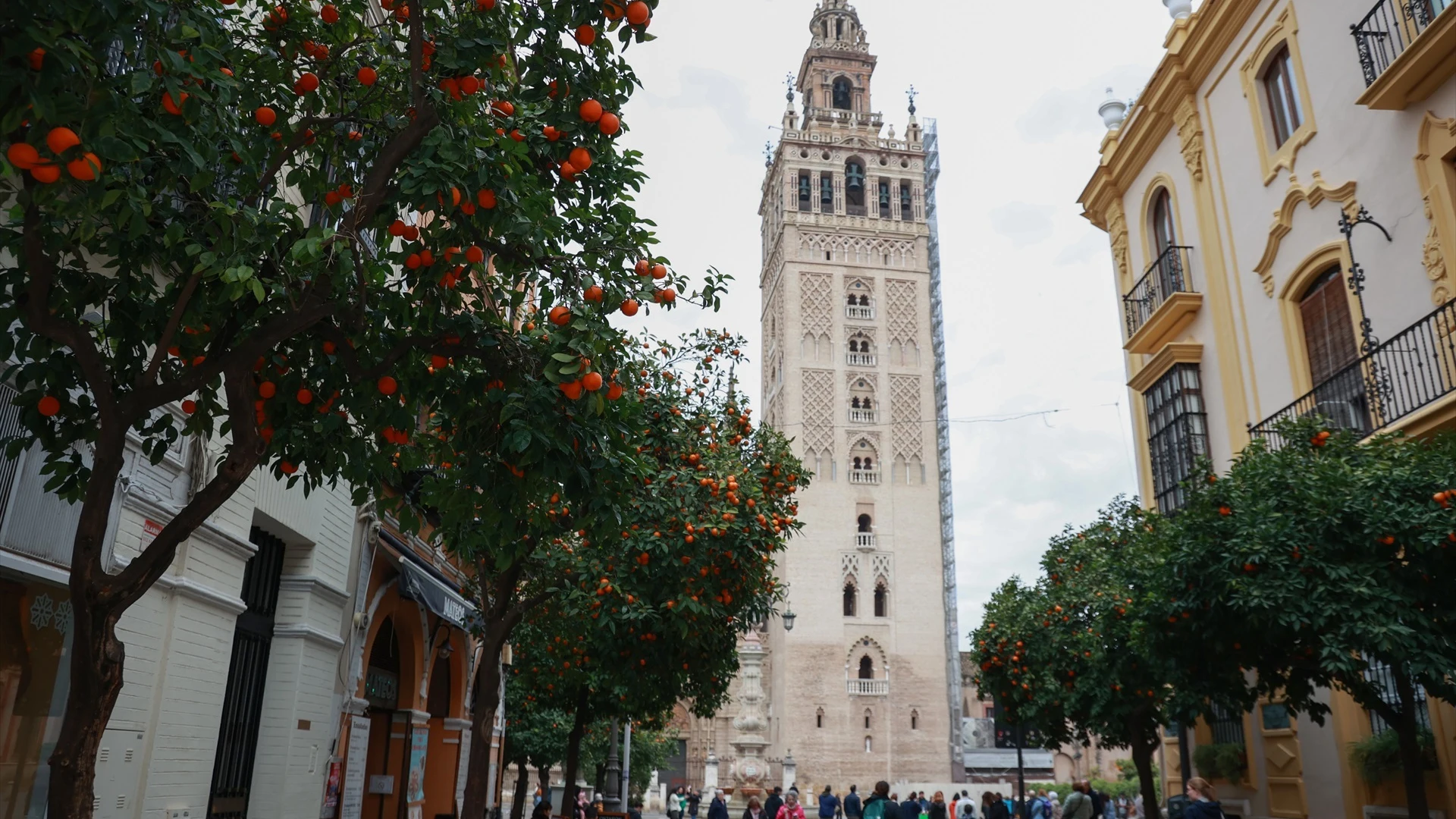 Vista de la Giralda desde Mateos Gago, con naranjos alineados a ambos lados de la calle.