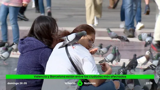 PALOMAS VALENCIA PALOMAS VALENCIA