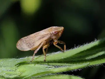 ‘Philaenus spumarius’ ‘Philaenus spumarius’