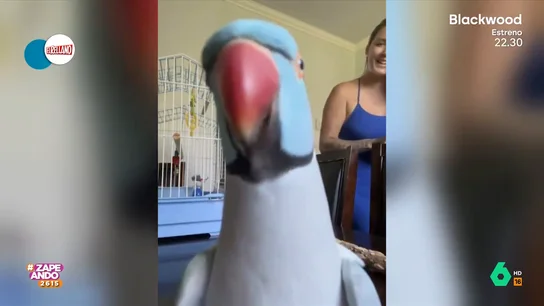 El divertido vídeo de presentación de una cotorra ante sus seguidores en las redes sociales El divertido vídeo de presentación de una cotorra ante sus seguidores en las redes sociales