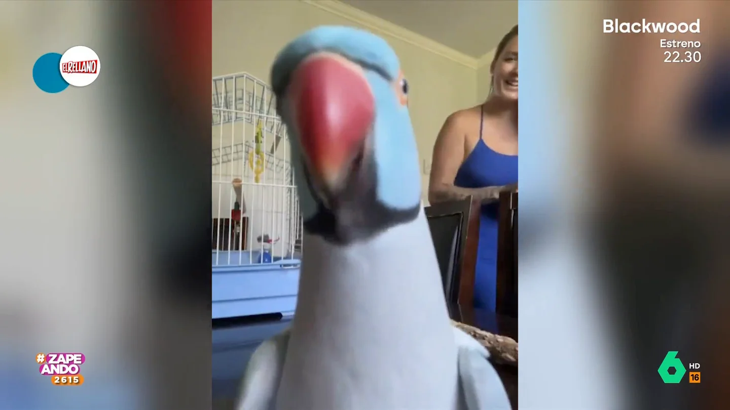 El divertido vídeo de presentación de una cotorra ante sus seguidores en las redes sociales El divertido vídeo de presentación de una cotorra ante sus seguidores en las redes sociales