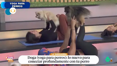 La última moda entre los amantes de los perros: el 'doga', o yoga perruno, para conectar con tu mascota