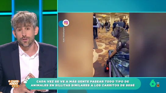 El veterinario Víctor Algra expone por qué no es recomendable pasear a nuestras mascotas en un carrito El veterinario Víctor Algra expone por qué no es recomendable pasear a nuestras mascotas en un carrito